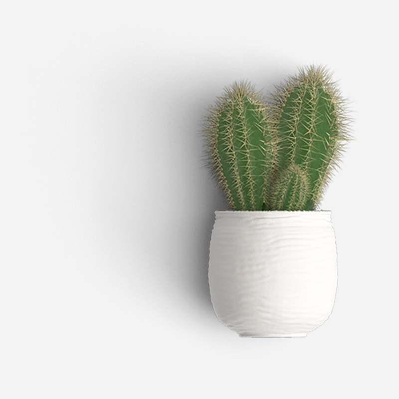 Flowering Cactus - Image 2