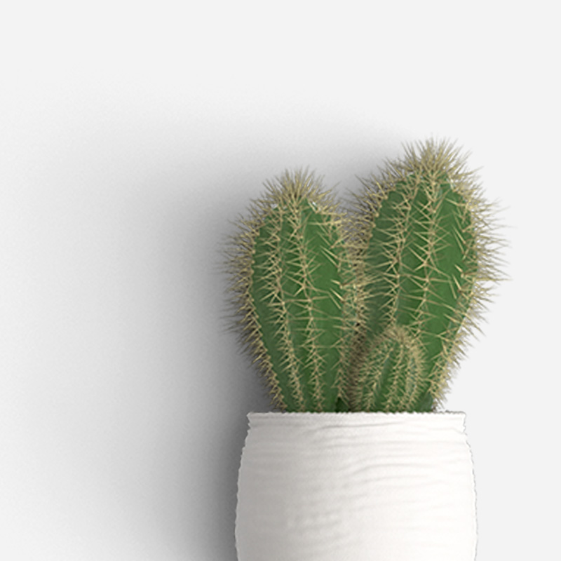 Flowering Cactus - Image 3