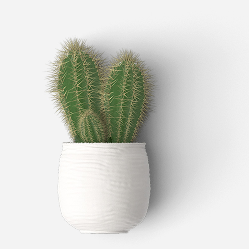 Flowering Cactus - Image 4