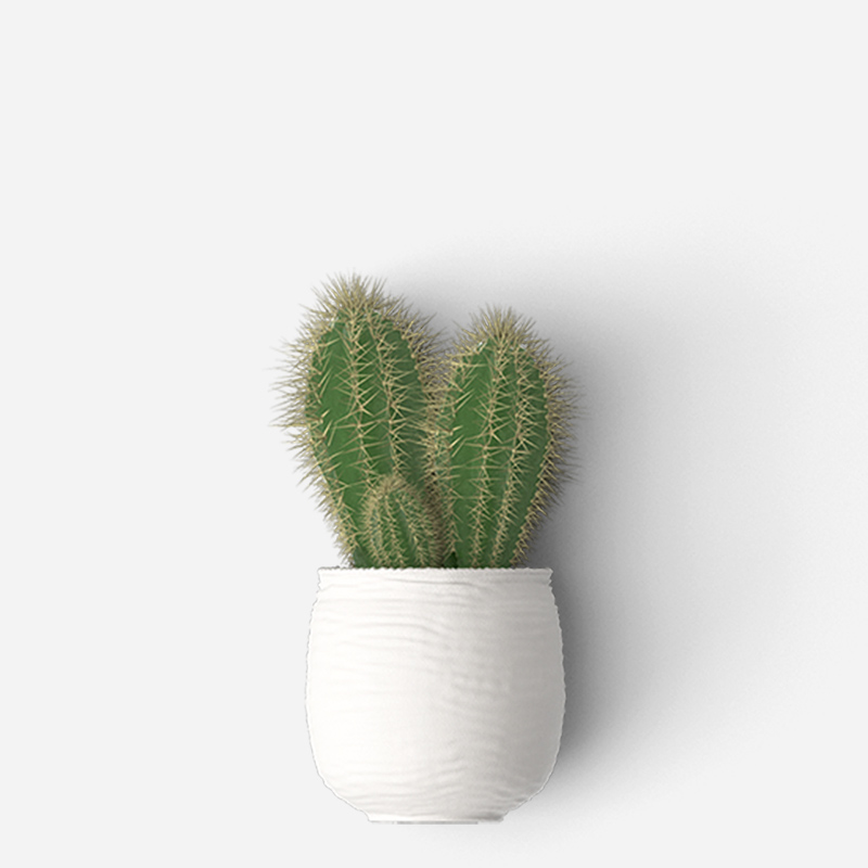 Flowering Cactus - Image 5